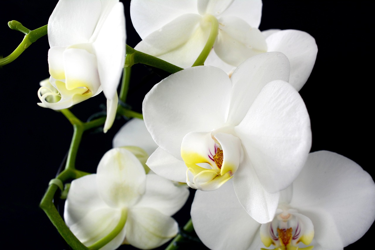 Faire refleurir une orchidée: Comment faire refleurir votre orchidée